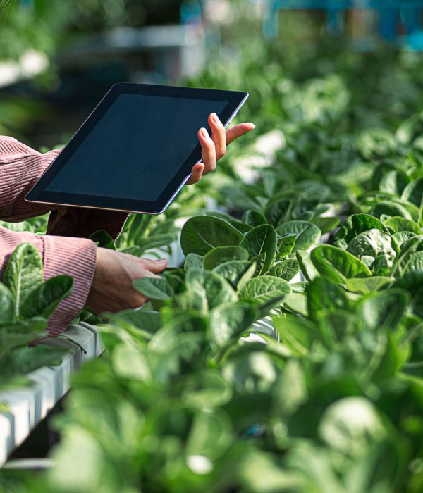Female farmer inspecting her smart farm grain field. technology and send data to the cloud from the tablet. in the analysis and control of plant quality in the soil smart digital agriculture