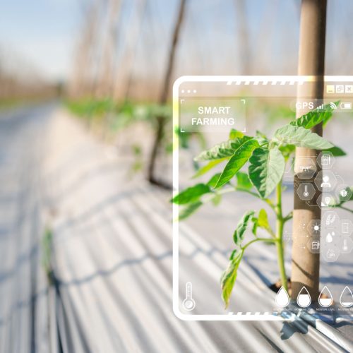 Willinike 4 Explore the future of agriculture with our image capturing the essence of smart farming. A virtual screen displays crucial information on nutrients, water levels, and pests, revolutionizing crop management for optimal harvest, efficiency, and sustainability