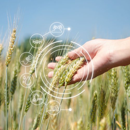 Precision Yield Optimization Smart agriculture technology and agricultural Barley Rice innovations measure crop growth rates, digital controls and weather monitoring to oversee precision agriculture 4.0, increasing yield quality.